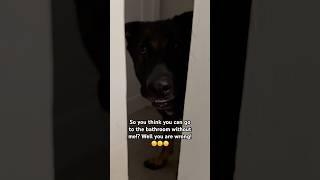 Billy Bob will follow you everywhere you go! #billybob #dogshorts #funny #funnydogs #trending
