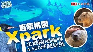 桃園「Xpark水族館」開幕前搶先直擊！企鵝咖啡館、6000隻魚群表演超震撼