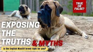 English Mastiff 101 | How Well Do You Know the MASTIFF Breed? | TRUE or FALSE QUIZ