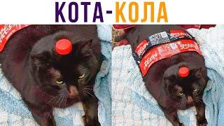 Кота-Кола))) Приколы с котами | Мемозг 636