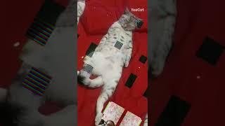 кошка Снежка
