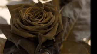 Kiss from a Rose - nightcore