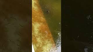 Machiloi #shortsfeed #like #share #subscribe #train #views