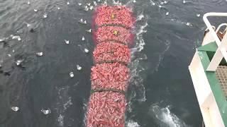 Fishing trip on trawler Ljósafell from Iceland