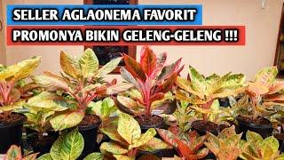 Seller aglaonema favorit, promonya bikin geleng-geleng !!!