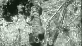 Python attacks tiger