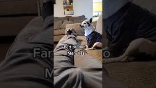 Fart dog reaction