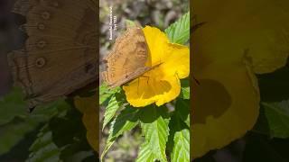 Most beautiful nature beauty || Home Gardening | #flowers #youtubeshorts #trendingshorts #shorts