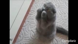 СМЕШНЫЕ ТАНЦЫ КОТИКОВ И  ДРУГОЕ))