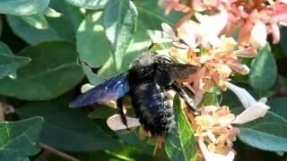 Xylocopa violacea