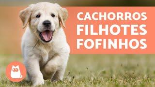 FILHOTES DE CACHORRO - TOP VÍDEOS para amar muito!