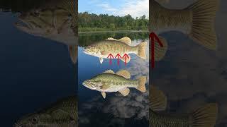Largemouth Bass vs. Smallmouth Bass