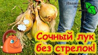 КАК ВЫРАСТИТЬ КРУПНЫЙ СОЧНЫЙ ЛУК БЕЗ СТРЕЛОК.