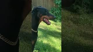 #LOKI #THE #DOBERMAN WANTS TO PLAY !