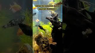 #aquariumfish #aquahobby #