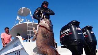 Гигантский Морской Окунь. Подводная Охота. Giant Goliath Grouper. Spearfishing