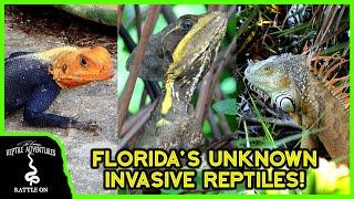 7 INVASIVE REPTILES OF FLORIDA (you probably didn't know were invasive)