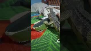 los peces son amigos no comida 