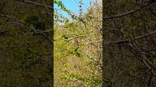 Robin On A Shrub On A Sunny Morning | RSPB St Aidan’s #birds #avian #nature
