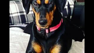 German Pinscher Scent work.
