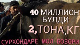 2021 ЙИЛДАГИ ЖУДА КАТТА ФИЛ БУКА БОЗОРГА КИРДИ 2 ТОНА 40 МИЛЛИОН САВДО 2021.9.22