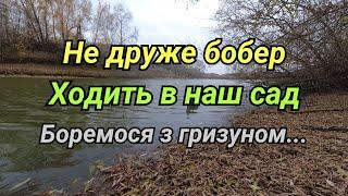 Наш сад під прицілом бобра Боротьба з цим гризуном...