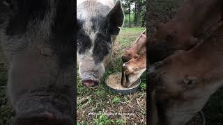 Meet Bertha, Cookie, and Doya—three farmed animals who defied the odds in the heart of Texas. 