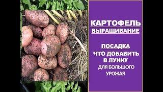 Как Вырастить Большой урожай картофеля Посадка Удобрение Картофеля при Посадке Добавьте в Лунку