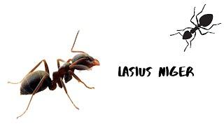 Lasius niger - чёрный садовый муравей