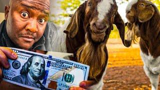 How They Make Thousands Of US$ with Goat Farming