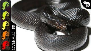 Black Pine Snake, The Best Pet Snake?