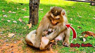 OH!!__________ Monkey Rose gets angry when baby Robin starts to eat with her & poor lil boy