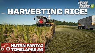 HARVESTING OUR THREE RICE FIELDS!! Hutan Pantai FS25 Timelapse Farming Simulator 25 Ep 6