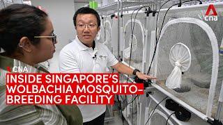 Inside Singapore's Wolbachia mosquito-breeding facility, set up to fight dengue