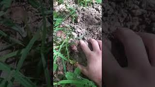 Большой старый крест в лесу. Shorts