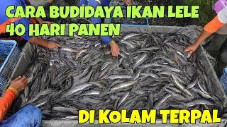 CARA BUDIDAYA IKAN LELE 40 HARI PANEN, DI KOLAM TERPAL, MUDAH UNTUK PEMULA