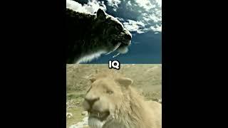 Smilodon VS American lion edit#shorts #smilodon