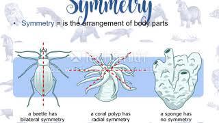 Animal diversity: Body plan features