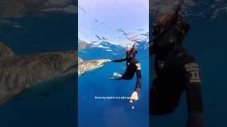 HEAD ON A SWIVEL   #sharkdiver #ocean #sharkdiving #tigershark #savesharks