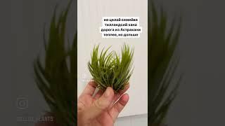 #tillandsia #тилландсия #комнатныерастения #тилландсии #wildberries #plants #дом #москва #вайлдбериз