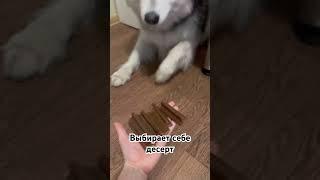 #собака #суперсобака #хаски #милота #shorts