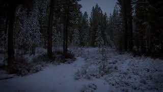 The Lighter Side Of Trail Cam Bigfoot Videos