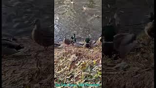 Кормление Уточек.Теплый Ноябрь 2023 #funnyducks #shorts_video