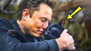 The Stray Cat Followed Elon Musk, What Happened Next Will Melt Your Heart