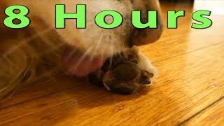 Cute Dog Grooming His Paw - 8 Hours ASMR - English Cream Golden Retriever (Looped / Repeated)