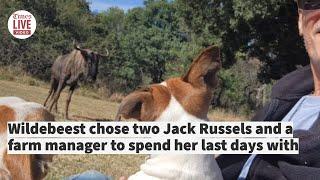Wildebeest chose two Jack Russels and a farm manager to spend her last days with