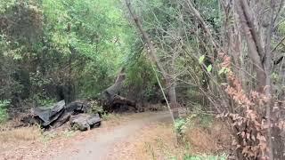 4K Virtual walk through Forest (with Nature Sounds) - Incredible Nature of Denton creek trail.