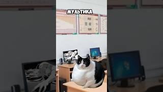 Твой класс на уроке информатики #кот #dog #cat #music #котики #funk #юмор #cats #прикол #коты #школа