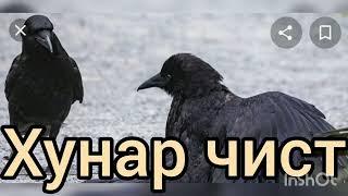 хунар чист