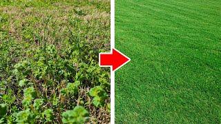 Step by Step UGLY Lawn Transformation